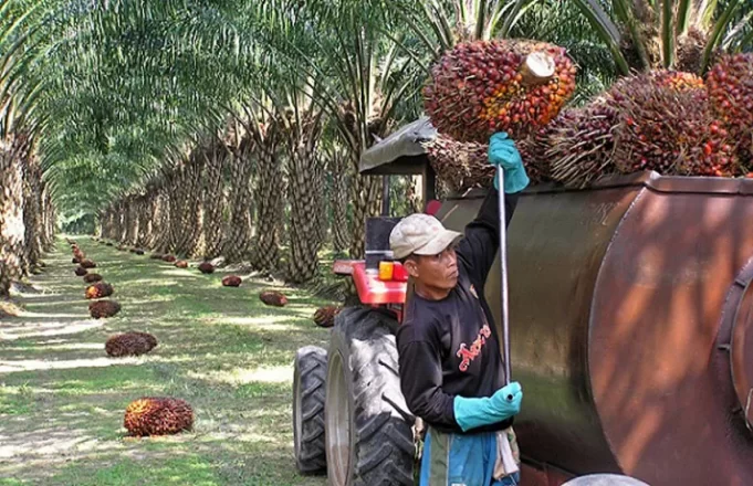 Malaysia end-Aug palm oil stocks hit 2 million tonne for first time in 2 years