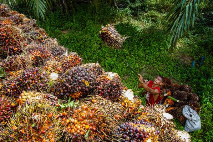 Boustead Plantations expects continued volatility in palm oil prices