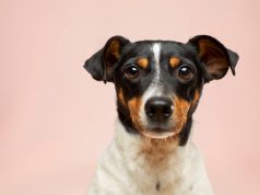 Australian Man Uses AI to Create Custom mRNA Vaccine for Dying Dog Australian Man Uses AI to Create Custom mRNA Vaccine for Dying Dog