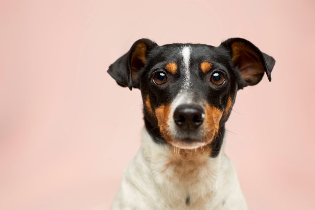 Australian Man Uses AI to Create Custom mRNA Vaccine for Dying Dog
