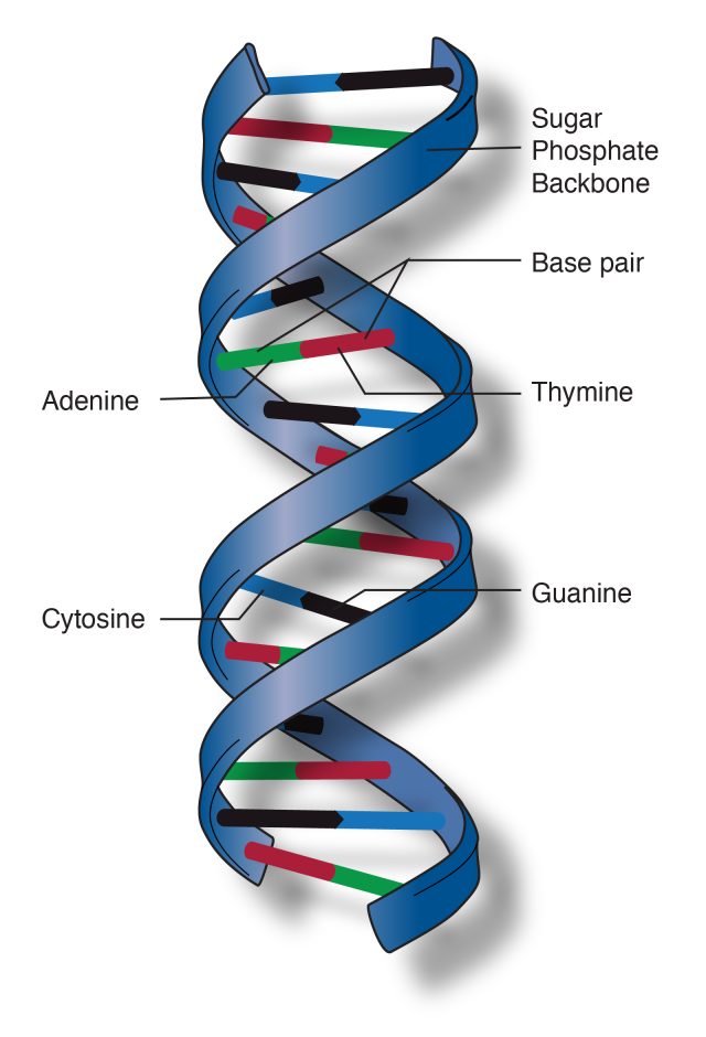 Dna Double Helix