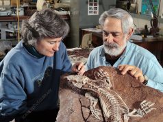 Whale-Sized Octopuses May Have Ruled Cretaceous Seas Paleontologists